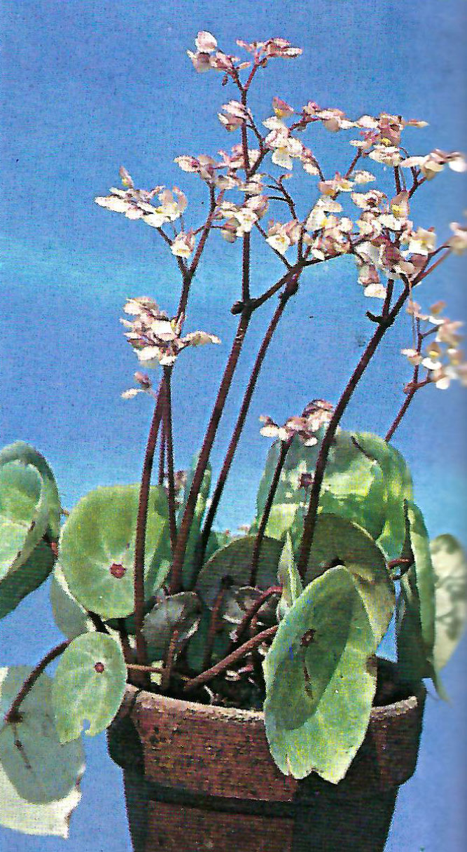 B. ‘Zip’